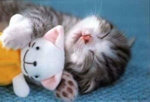 Cutie Kitty